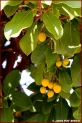 Arbutus unedo feuilles et fruits