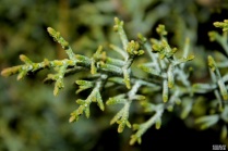 cupressus arizonica glauca